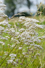  Baldrian, Echter Arznei, Valeriana officinalis