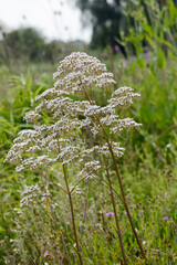  Baldrian, Echter Arznei, Valeriana officinalis