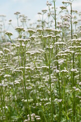 Baldrian, Echter Arznei, Valeriana officinalis, Feldanbau
