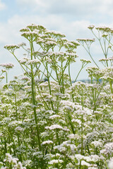 Baldrian, Echter Arznei, Valeriana officinalis, Feldanbau