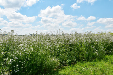 Baldrian, Echter Arznei, Valeriana officinalis, Feldanbau