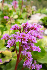 Pink flowers blooming in a garden.