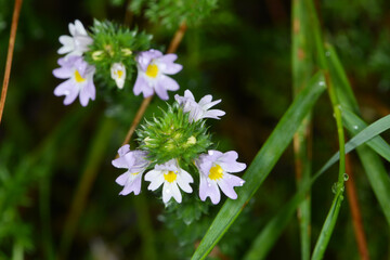 Steife Augentrost,  Euphrasia spp.,  Euphrasia stricta
