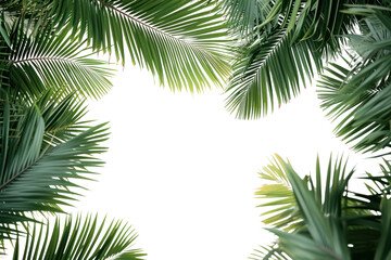 PNG Palm tree border nature plant green.