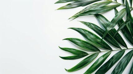 Fototapeta premium Beautiful lush tropical leaf isolated on white