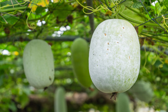 The fruit of Winter melon, White gourd, Winter gourd, Ash gourd (Benincasa hispida) in the vegetable garden