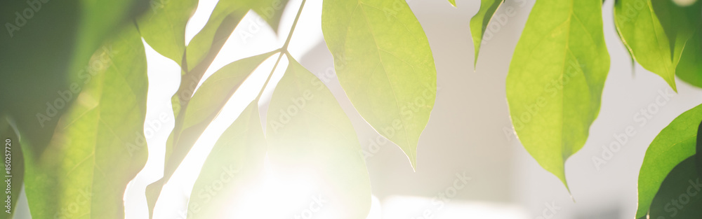 Canvas Prints nature and landscape concept with tree with sunlight and flare background