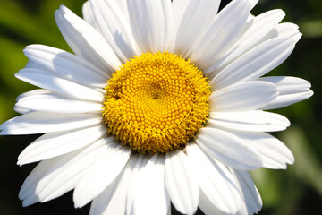 Chamomile or camomile spring flower macro photo, close up