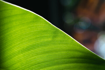 Closeup view of natural green leaf with selective focus for wallpaper background.Photosynthesis concept.Diagonal texture.Wallpaper.