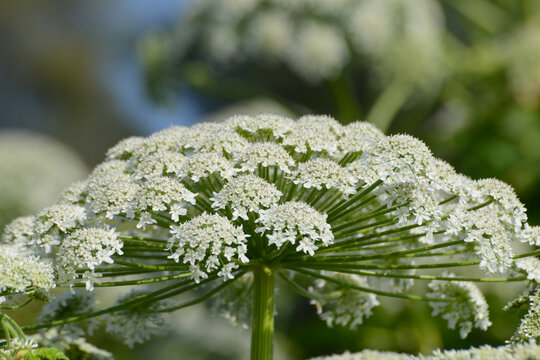 B&auml;renklau,  Riesenb&auml;renklau,  Herkulesstaude,  Heracleum mantegazzianum