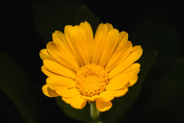 Yellow gerbera flower isolated on black background