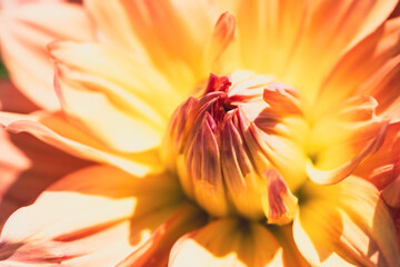 Macro flower background.Soft focus