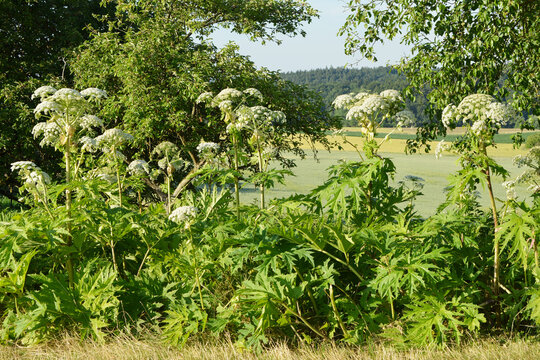 B&auml;renklau,  Riesenb&auml;renklau,  Herkulesstaude,  Heracleum mantegazzianum