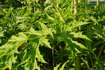 Bärenklau,  Riesenbärenklau,  Herkulesstaude,  Heracleum mantegazzianum