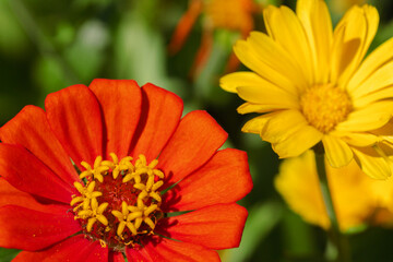 two flowers: red zinnia and yellow gerbera. soft focus