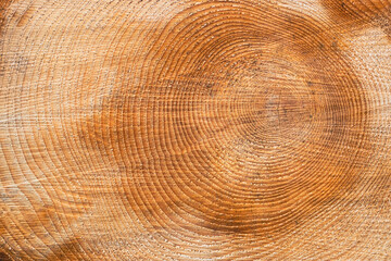 Close up wooden structure. Cross sectional cut end of log showing the pattern and texture created by the growth rings.