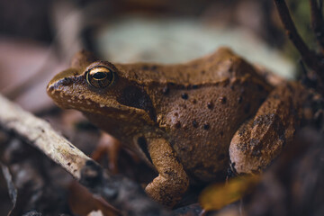 European Commmon Frog sitting in the forest