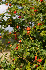 Wild rose hips berries on the branch.Vertical