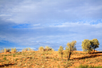 Kgalagadi Transfrontier Park one of the great parks of South Africa wildlife and hospitality in the Kalahari desert