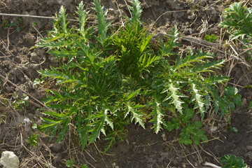 Bärenklau,  Riesenbärenklau,  Herkulesstaude,  Heracleum mantegazzianum