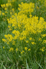 Barbarakraut, Gewöhnliches Echtes, Barbarea vulgaris