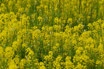 Barbarakraut, Gewöhnliches Echtes, Barbarea vulgaris