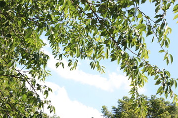 sky and green leaf