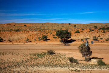Kgalagadi Transfrontier Park one of the great parks of South Africa wildlife and hospitality in the Kalahari desert