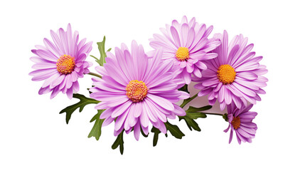 Fototapeta premium Close Up of Pink Chrysanthemum Flowers With Yellow Centers on a White Background