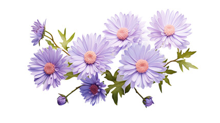 Purple Daisy Flowers With Green Leaves on White Background