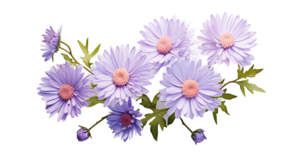 Purple Daisy Flowers With Green Leaves on White Background