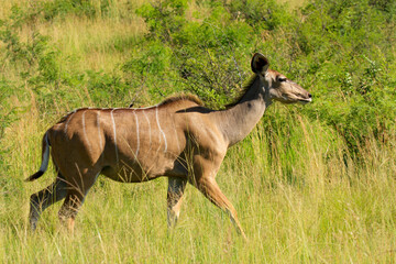 antilope Kgalagadi Transfrontier Park one of the great parks of South Africa wildlife and hospitality in the Kalahari desert