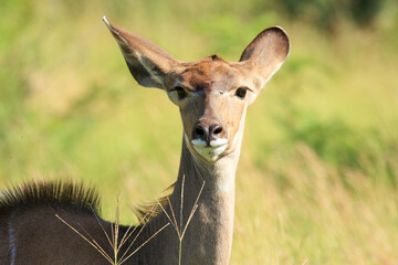 antilope Kgalagadi Transfrontier Park one of the great parks of South Africa wildlife and hospitality in the Kalahari desert