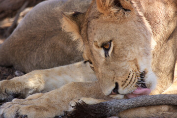 Kgalagadi Transfrontier Park one of the great parks of South Africa wildlife and hospitality in the Kalahari desert