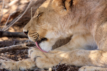 lion kgalagadi Transfrontier Park one of the great parks of South Africa wildlife and hospitality in the Kalahari desert