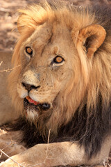 Fototapeta premium lion kgalagadi Transfrontier Park one of the great parks of South Africa wildlife and hospitality in the Kalahari desert