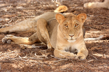 Kgalagadi Transfrontier Park one of the great parks of South Africa wildlife and hospitality in the Kalahari desert