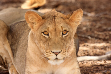 lion kgalagadi Transfrontier Park one of the great parks of South Africa wildlife and hospitality in the Kalahari desert