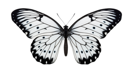 Black And White Butterfly With Open Wings Isolated On White Background
