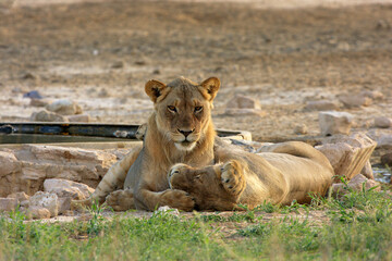 lion Kgalagadi Transfrontier Park one of the great parks of South Africa wildlife and hospitality in the Kalahari desert