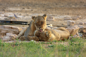 lion Kgalagadi Transfrontier Park one of the great parks of South Africa wildlife and hospitality in the Kalahari desert