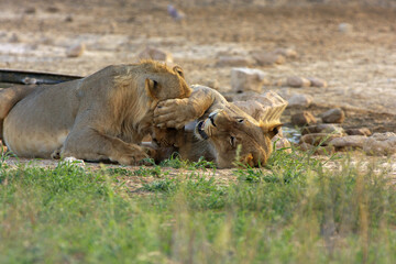 lion Kgalagadi Transfrontier Park one of the great parks of South Africa wildlife and hospitality in the Kalahari desert