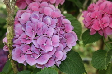 pink flower, flowers, bloom, hydrangea,summer, 