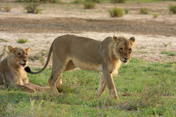Kgalagadi Transfrontier Park one of the great parks of South Africa wildlife and hospitality in the Kalahari desert