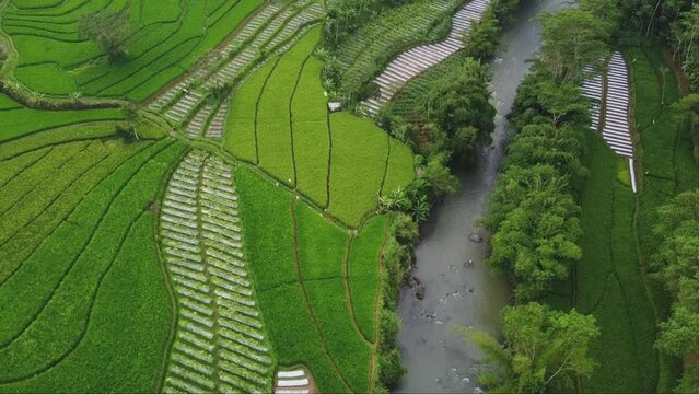 aerial or drone views of fresh, cool green rice fields and rivers are a feast for the eyes in temanggung central java indonesia in 4k resolution