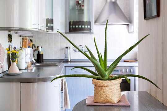 Alloe vera stands in a wicker pot on the kitchen table. Decorating the interior of the house with live plants. Selective focus