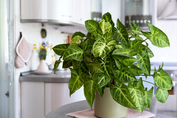 Syngonium in a green flowerpot stands on the kitchen table. Decorating the interior of the house...