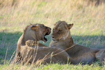 lion kgalagadi Transfrontier Park one of the great parks of South Africa wildlife and hospitality in the Kalahari desert