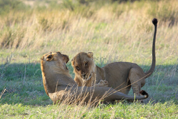 lion Kgalagadi Transfrontier Park one of the great parks of South Africa wildlife and hospitality in the Kalahari desert