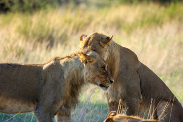 lion kgalagadi Transfrontier Park one of the great parks of South Africa wildlife and hospitality in the Kalahari desert